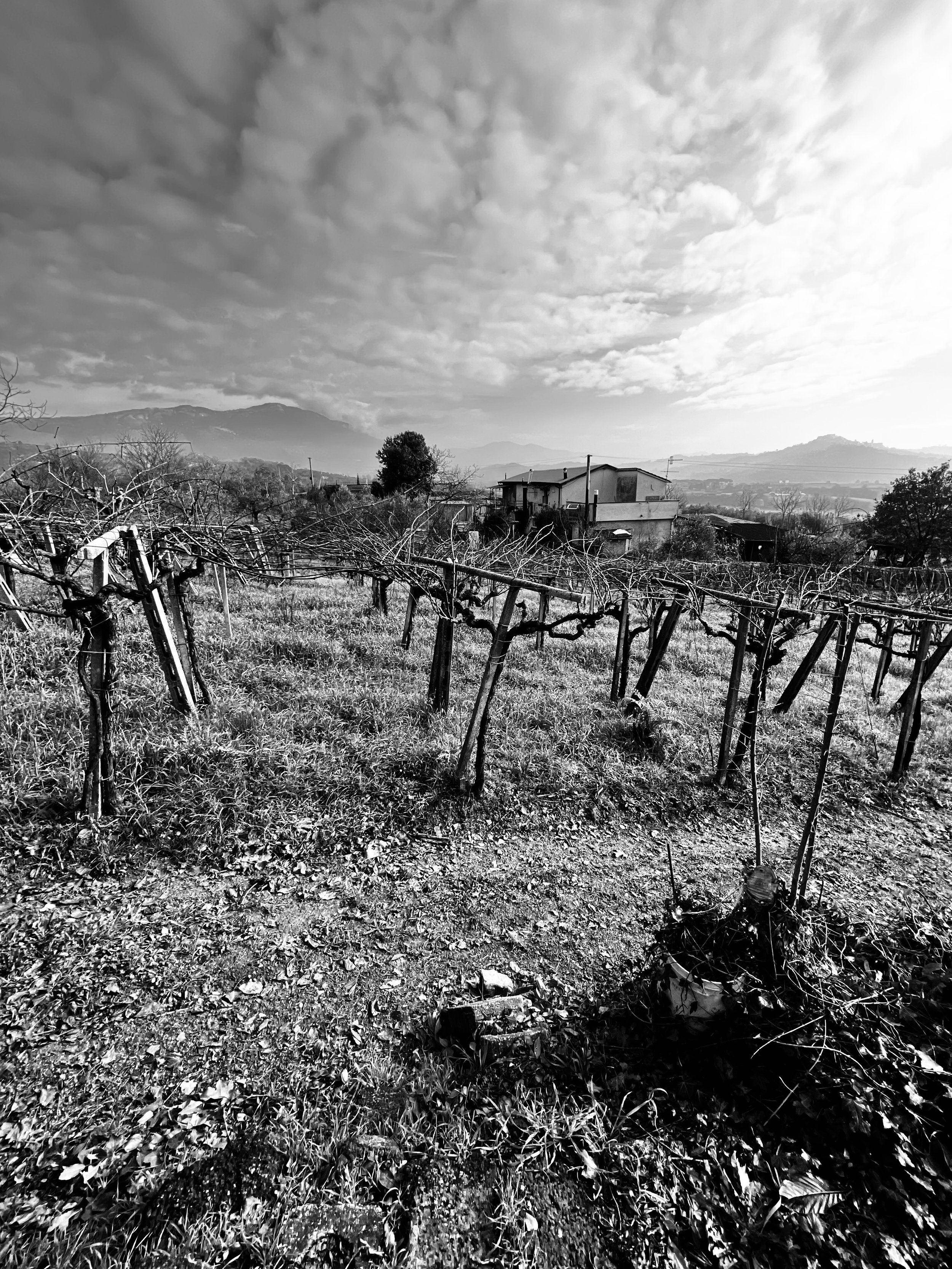 Is Lazio the Beaujolais           of Italy?&nbsp;